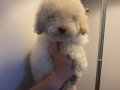 Çok nadir bulunan orijinal beyaz renk poodle