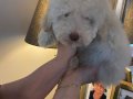 Çok nadir bulunan orijinal beyaz renk poodle