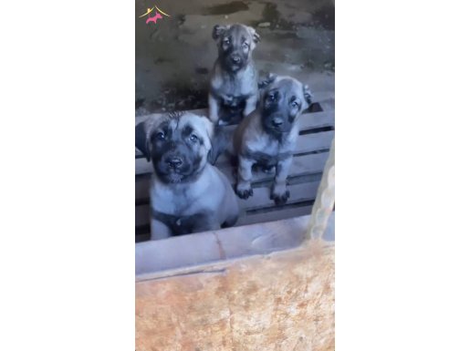 A kalite kan hattı sağlam garantili yavrular..