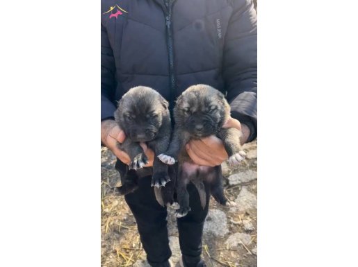 A Kalite kanının hakkını veren soy..