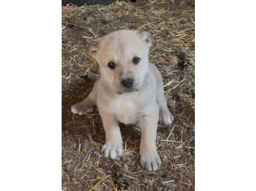 Birinci sınıf A kalite orijinal kangal yavrumuz tek erkek 