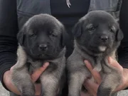 A kalite yavrular anne baba kan hattı sağlam
