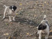 Çapar severlere gelsin A kalite alac yavrularımız.