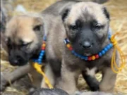 A+A kangal