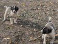 Çapar severlere gelsin A kalite alac yavrularımız.