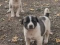 Çapar severlere gelsin A kalite alac yavrularımız.