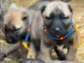 A+A kangal