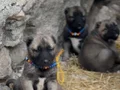 A+A kangal