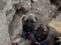 A+A kangal