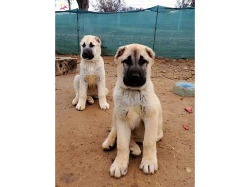 İndirim fırsatı saf kangal yavruları