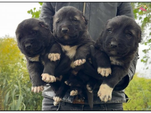 Kaliteli kangal yavruları her ile gönderim mevcuttur.