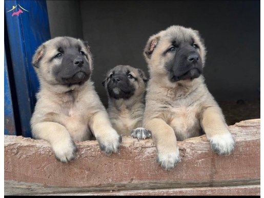 Türkiyenin meşhur kangal köpek çiftliği ALTIN KANGAL 