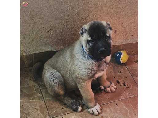 Safkan Secereli İri Kemikli Sivas Kangal Yavruları 