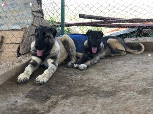 Sivas’tan Safkan Heybet: Karabaş Genetiğiyle Çelik Bakışlı Kangal