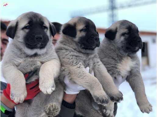 Yurt içi yurt dışı sorunsuz gönderim vardır.