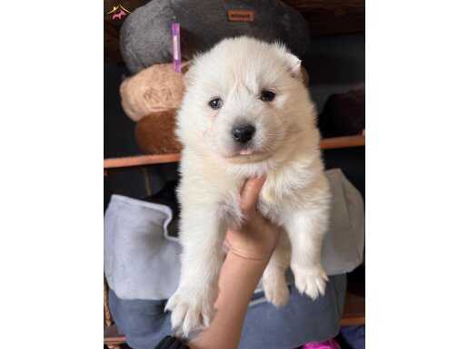 Mükemmel kalitede Samoyed bebeklerimiz rezerve açılmıştır
