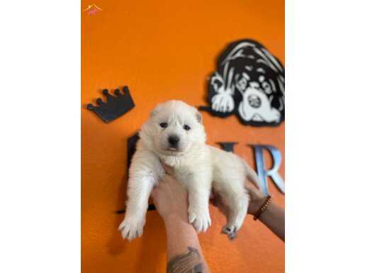 Mükemmel kalitede samoyed bebekler için acele edin 