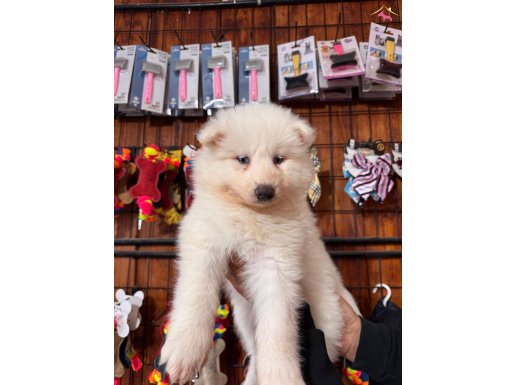 Samoyed bebeklerimiz için acele edin 