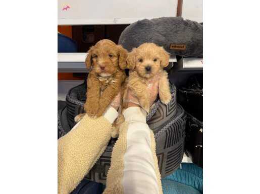 Poodle bebeklerimiz için acele edin 