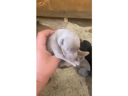 Doberman özel renk bebeklerimiz için acele edin 