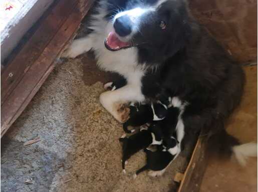 Mükemmel kalitede border collie bebekler için acele edin 