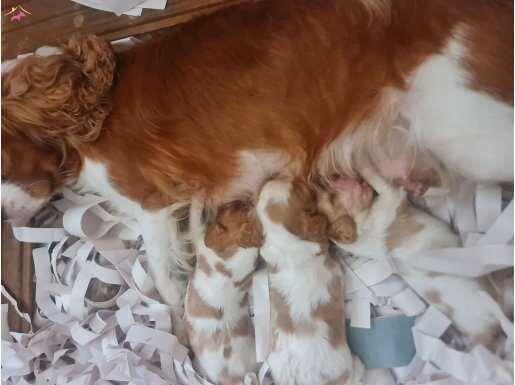 Mükemmel kalitede cavalier bebeklerimiz için acele edin 