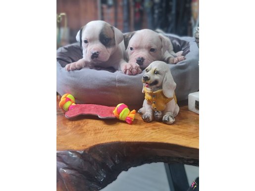 American buldog yavrularımız güç sevenlere 