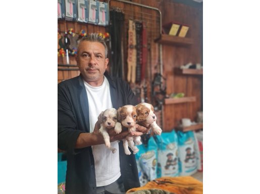 Cavalier bebeklerimiz için acele edin 