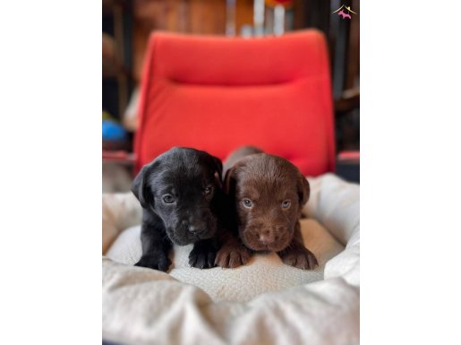 Mükemmel kalitede labrador bebeklerimiz için acele edin 