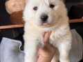 Mükemmel kalitede Samoyed bebeklerimiz rezerve açılmıştır