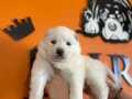 Mükemmel kalitede samoyed bebekler için acele edin 