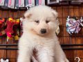 Samoyed bebeklerimiz için acele edin 