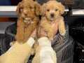 Poodle bebeklerimiz için acele edin 