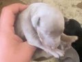 Doberman özel renk bebeklerimiz için acele edin 