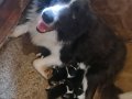 Mükemmel kalitede border collie bebekler için acele edin 