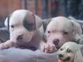 American buldog yavrularımız güç sevenlere 