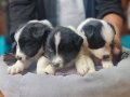 Border Colie Bebeklerimiz Için Acele Edin 