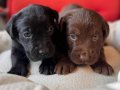 Mükemmel kalitede labrador bebeklerimiz için acele edin 