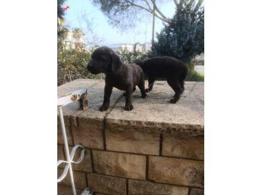 İki erkek kardeş sahiplendiricem yer sıkıntısındn dolayi...