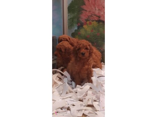 Toy poodle yavrulari