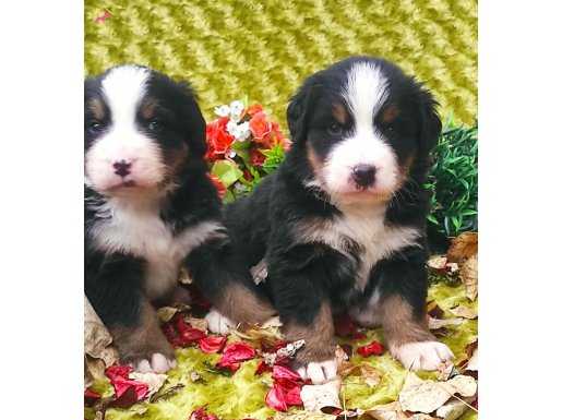 Bernese mountain dog yavruları 