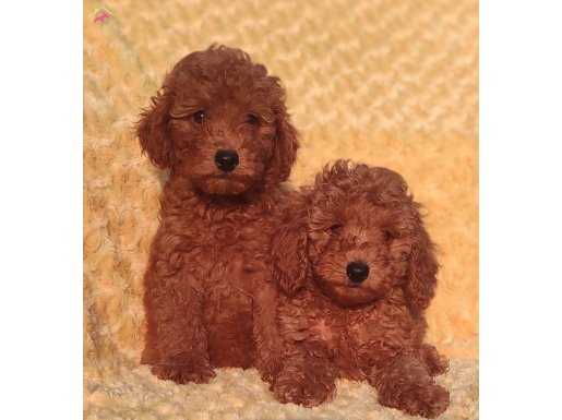 GERCEK TOY POODLE YAVRULAR 
