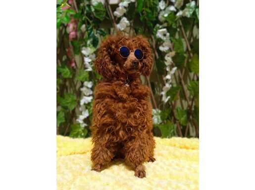 EN HESAPLİ TOY POODLE YAVRULAR