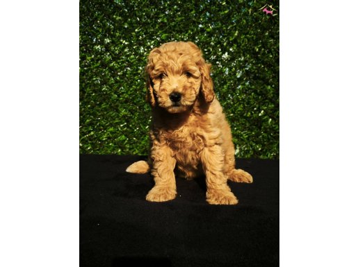 HERKES E HER KESE YE MİNYATÜR POODLE YAVRULAR