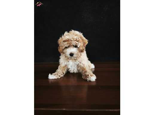 MALTİPO  KORE KAN POODLE TADINDA