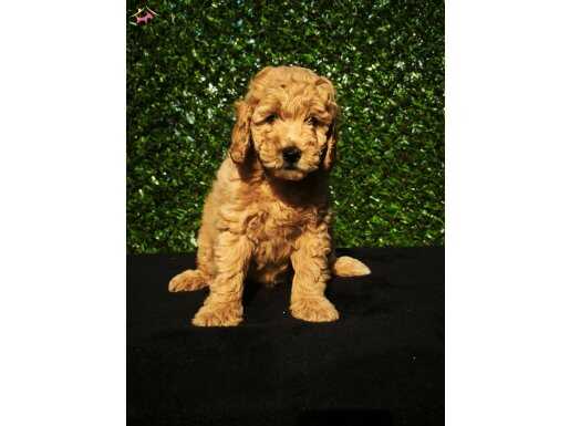 HER KESE HER KESEYE UYGUN POODLE YAVRULAR
