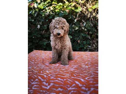 MİNYATÜR GERÇEK POODLE