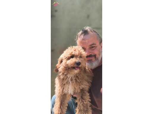 4 AYLIK DİŞİ VE ERKEK MİNYATÜR POODLE