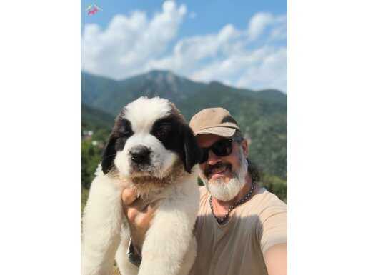 HEİDİ NİN KÖPEĞİ SAİNT BERNARD YAVRULAR