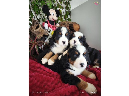 EVDE BAKILABİLİR. ORTA SINIF UYSAL BERNESE MOUNTAİN DOG